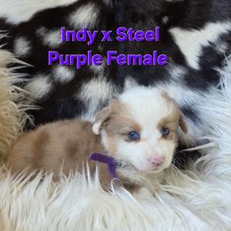 Purple collar - Sable female Pembroke Welsh Corgi puppy in Wayne City, Illinois from Lash Livestock & Corgis