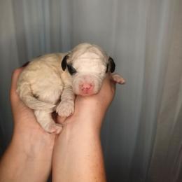 Wassail - Black and white female Bernedoodle puppy in Fort White, Florida from Jade
