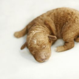 Goldendoodle Puppies from Goldendoodle Utah