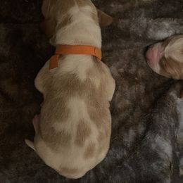 Basset Hound Puppies from Best Friends Bassets