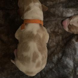 Basset Hound Puppies from Best Friends Bassets