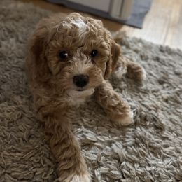 Cavapoo Puppies from House of Cavapoos