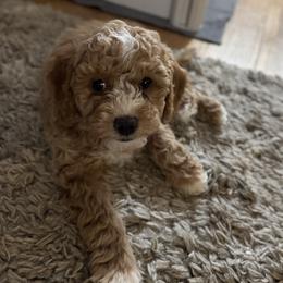 Cavapoo Puppies from House of Cavapoos