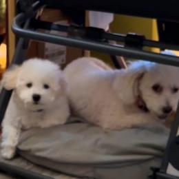 Taco - black collar - White male Bichon Frise puppy in 63101 (St. Louis Metro Area), Missouri from BichonSTL