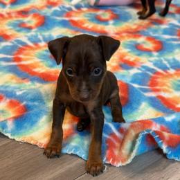 Video Ryker - Chocolate and tan male Miniature Pinscher puppy in Eatonton, Georgia from TNT Puppies