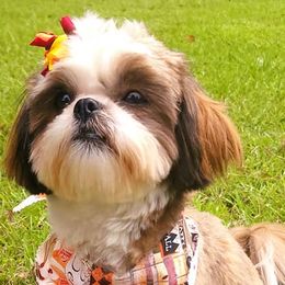 Shihpoos and Shih Tzus from Chancey's Puppy Oasis