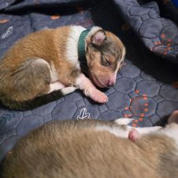 Forest Green - Sable female Collie puppy in Wykoff, Minnesota from Country Collies
