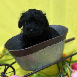 OP Purple - Black female Schnoodle puppy in Benson, North Carolina from A Bundle of Love