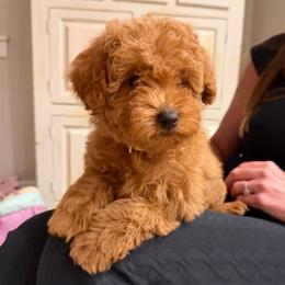 Tulip - Apricot female Goldendoodle puppy in Payson, Utah from Country Sky Doodles
