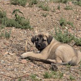 Darwin - Fawn male Anatolian Shepherd Dog puppy in Princeton, Oregon from Learning With Dogs