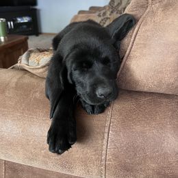 Labrador Retriever Puppies from Hunter’s Moon Retrievers