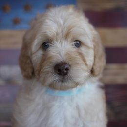 Aussiedoodles and Miniature Australian Shepherds from Sprout Creek Doodles & Mini Aussies