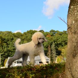 Poodle Puppies from D and D Standard Poodles