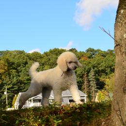 Poodle Puppies from D and D Standard Poodles