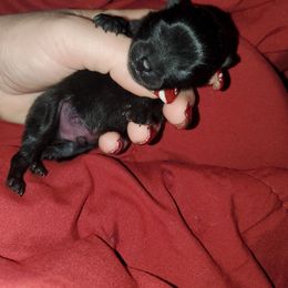 Pomeranian Puppies from SDR Pomeranians