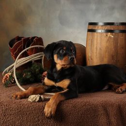 Rottweiler Puppies from Stalter Rottweilers
