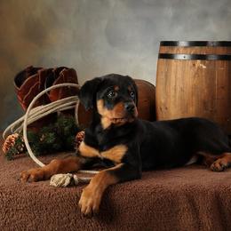 Rottweiler Puppies from Stalter Rottweilers