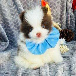 Theo - Chocolate male Pomeranian puppy in Green Cove Springs, Florida from Natasha's Ark of Joy