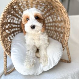 Bali - Caramel red Australian Labradoodle puppy in Palmdale, California from Doodles_Ko