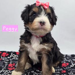 Peggy - Tri-color female Bernedoodle puppy in Neillsville, Wisconsin from Granton Creek
