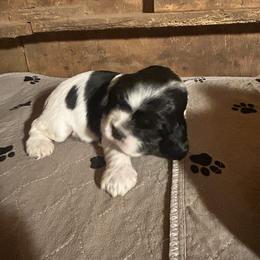 Mayflower - Black and white female Cocker Spaniel puppy in Warrensburg, Missouri from Hirt House Saints