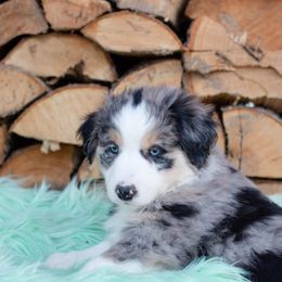 Border Collie, Miniature American Shepherd, and Miniature Australian Shepherd Puppies from Greenbriar Hills