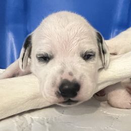 Dalmatian Puppies from Queen of Hearts Dalmatians