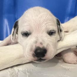 Dalmatian Puppies from Queen of Hearts Dalmatians