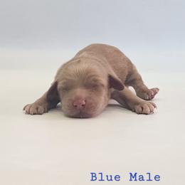 Blue Male - Red male Cockapoo puppy in Mocksville, North Carolina from Hunting Creek Farm & Kennel