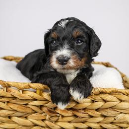 Mikku  (light blue collar) - Tri-color male Bernedoodle puppy in Lehi, Utah from Heart J Bernedoodles