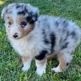Orion - Blue merle male Australian Shepherd puppy in Cotati, California from Tried and True Aussies