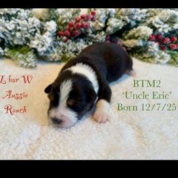 Uncle Eric - Black tri male Miniature Australian Shepherd puppy in Midway, Texas from L Bar W Aussie Ranch