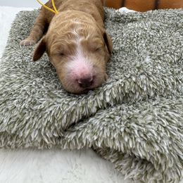 Yellow collar - Red  female Goldendoodle puppy in Meridian, Mississippi from Smoodles