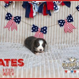Yates - Red male Miniature Australian Shepherd puppy in Madisonville, Texas from Flying LL Aussies