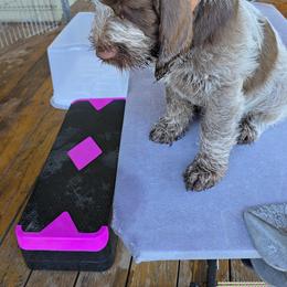 Gordon Setter and Spinone Italiano Puppies from Spinsetters