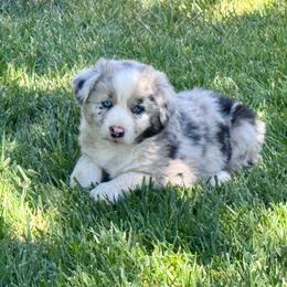 Fluffy - Blue merle female Australian Shepherd puppy in California from Eagle River Aussies