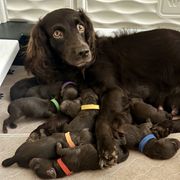 Boykin Spaniel Puppies from D&T Boykin Spaniels