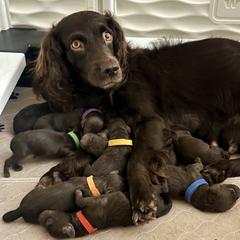 Boykin Spaniel Puppies from D&T Boykin Spaniels
