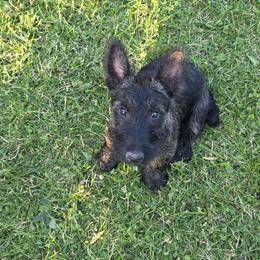 Scottish Terrier Puppies from Jason Kazmerski