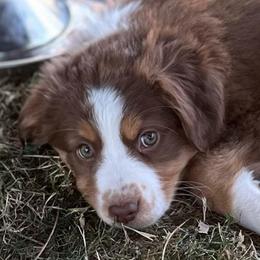 Sally - Red tri-color female Australian Shepherd puppy in Lebanon, Oregon from Mount Hope Aussies