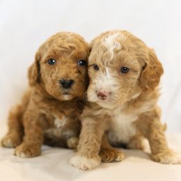 Poodle Puppies from Pugsley Poodles