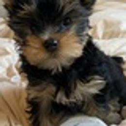 Yorkshire Terriers from Corazón De Cristal Yorkies