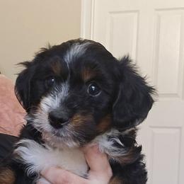 T-Bone - Black tri-color male Aussiedoodle puppy in Bakersfield, California from Puppy by Design