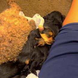 Poodle and Yorkipoo Puppies from Bella Dreamss LLC