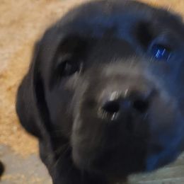 Labrador Retrievers from Julien's Labrador Retrievers