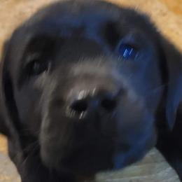 Labrador Retrievers from Julien's Labrador Retrievers