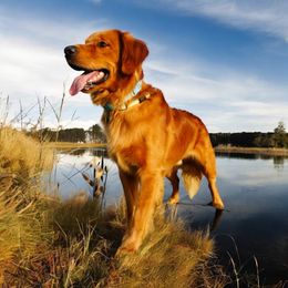 Copper - Golden Retriever