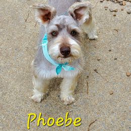 Phoebe - Miniature Schnauzer