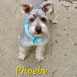 Phoebe - Miniature Schnauzer