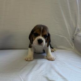 Boy 1 - White black and tan male Beagle puppy in Newman, California from Valley Beagles